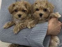 Büyümeyen Maltipoo Bebekler