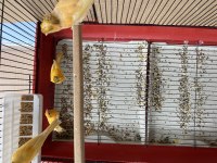 Genç 2025 Doğumlu Yavru Kanaryalar