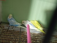 Yavru muhabbet kuşu