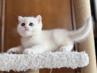 Mükemmel Kalite Silver As12 British Shorthair