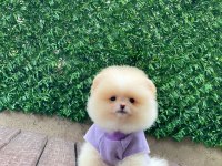 Pomeranian Boo Yavrular