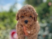 Safkan poodle yavruları