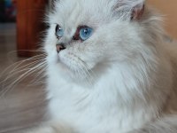 Ayi Surat British Shorthair Yavrular