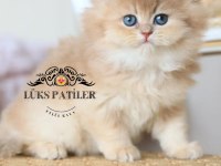 İpeksi Tüylü Golden British Longhair Ny11