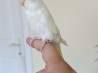 1 Aylık Yavru Dişi Muhabbet Kuşumuz