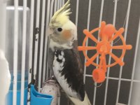 5 Aylık Erkek Sevimli Sultan Papağanı