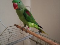 Erkek Alexander Papağanı 10 Aylık