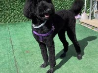 Giant Poodle Köpeği