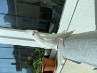 Albino Yavru Sultan Papağanı