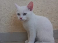 2 aylık british bebeklerimiz sahiplendirilecektir