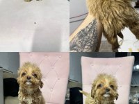 Her Renk Maltipo Bebekler