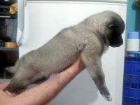 Safkan amerikan akitalar yavrularımız