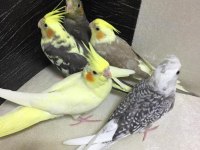 2025 üst düzey a kalite bebek yavru sultan papağanı konuşturmalık full evcil