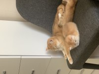 Kibar British Shorthair Golden Kızım Melanie