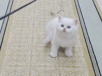 Erkek ve dişi british shorthair yavrular