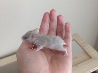 Sağlıklı Suriye Hamster Yavruları