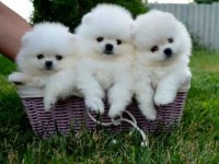 Sevimli pomeranian yavruları