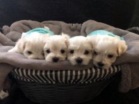 Irk garantili maltese yavruları