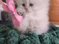 British Longhair Golden Point Safkan Yavru