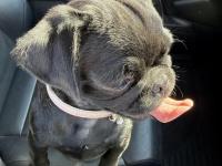 3 aylik nadir a kalite pug siyah