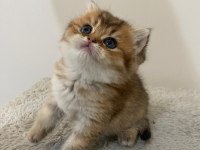 Yavru Golden British Shorthair