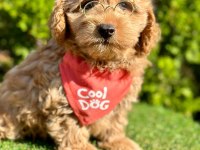 Sevimli Maltipoo Yavrular