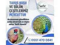 Tavus kuşu ve sülüne dair herşey
