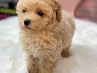 Efsane Maltipoo Yavruları