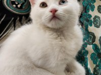 3 Aylık British Shorthair Beyaz