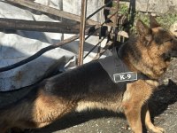 Erkek Alman Kurdu - Detay İçin Yaz