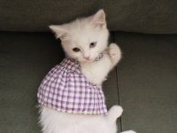 3 aylık british shorthair beyaz