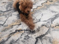 4 Aylık Toy Poodle