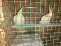 Çift Lutino Sultan Papağanı