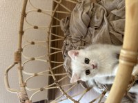 2 aylık dişi british shorthair kedimiz