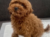 Red Brown Toy Poodle Oğlumuz