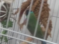 Acil Yumurtalı Cennet Papağanı