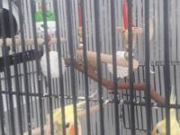 2 adet sultan papağanı