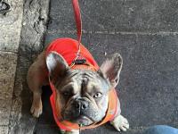 Egzotik Merle French Bulldog