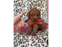 Orijinal toy poodle yavrular - tüy dökmeyen