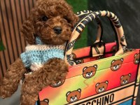 Sevimli minik toy poodle