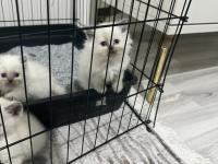 British Bluepoint Yavrularımız Yeni Yuvalarını Arıyor