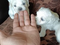 Sağlıklı maltese cinsi köpekler