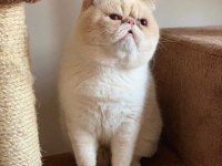 Exotic Show Bebekler