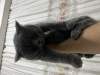 Acil Verilecek Kedimiz 8 Aylık