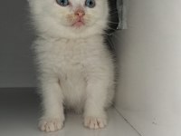 British Shorthair Patiler