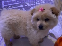 Ped Eğitimli Çok Uysal Sevimli Çin Aslanı