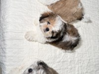 3 Tane Shih Tzu Yavruları