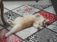 Yetişkin British Golden Ny 12