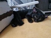 Kara Dut Dişi Kedimiz