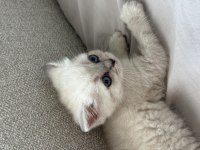 Siyam Mavi Gözlülerimiz Yeni Sahiplerini Arıyor